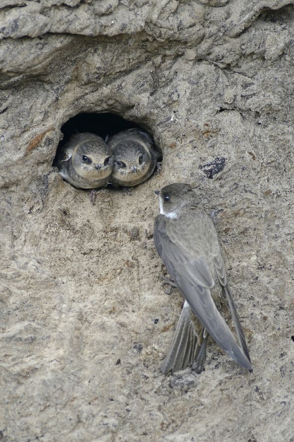Uferschwalben-Nest