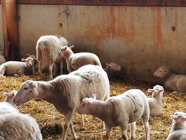 Schafe mit ihren Lämmern im Stall der Schäferei Emstal in Lathen