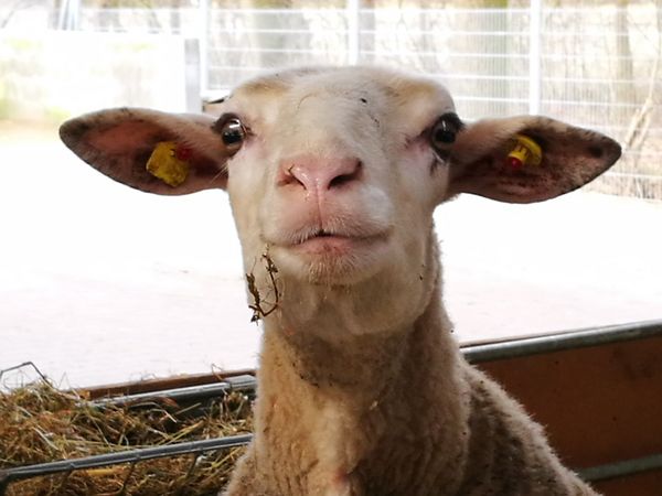 Schaf im Stall der Schäferei Emstal in Lathen
